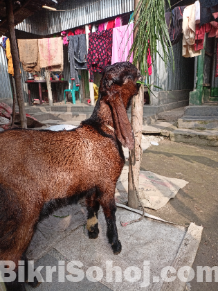 তোতাপুরী পাঠা ছাগল